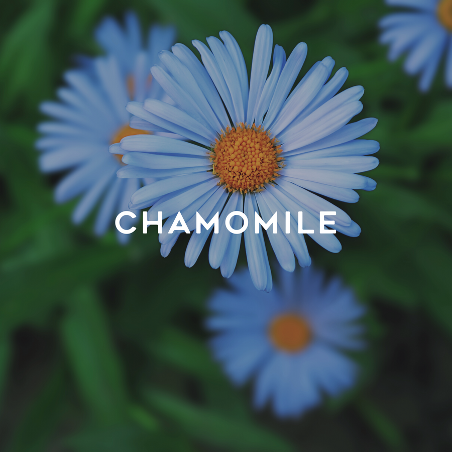 Blue chamomile
