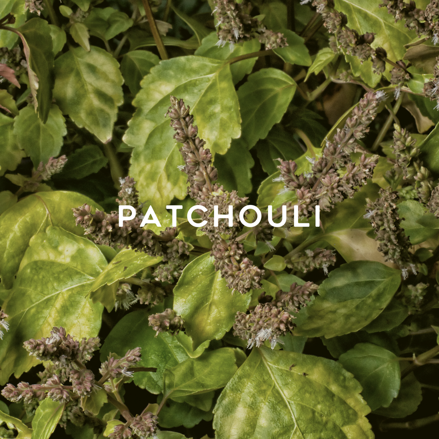 A clump of patchouli with flowers of patchouli surrounded by leaves